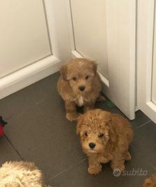 maltipoo toy