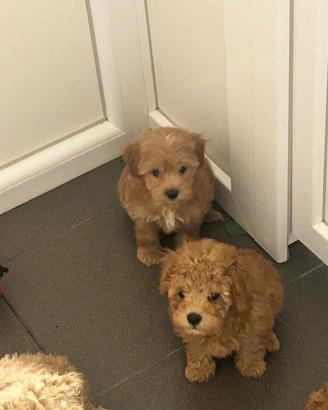 maltipoo toy