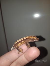 Geco Correlophus ciliatus Baby