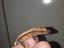 Immagine 1