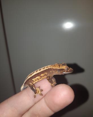 Geco Correlophus ciliatus Baby
