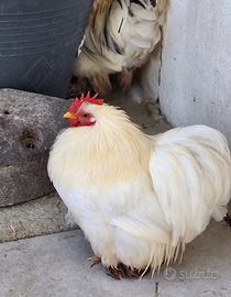 Gallo cocincina nana