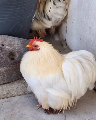 Gallo cocincina nana