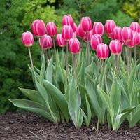 mix di fiori (bulbi)