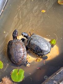 Tartaruga d'acqua
