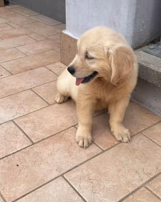 Cuccioli Golden Retriever
