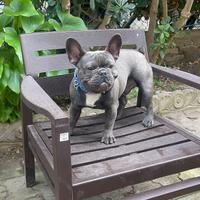 Bulldog francese blue brindle per monta