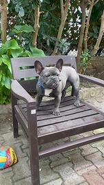 Bulldog francese blue brindle per monta