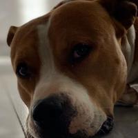 Amstaff di 6 anni con pedigree