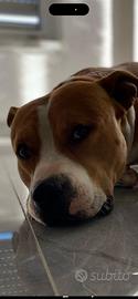 Amstaff di 6 anni con pedigree