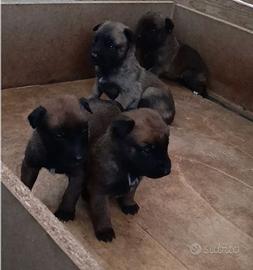 Cuccioli di Pastore Belga Malinois con pedigree