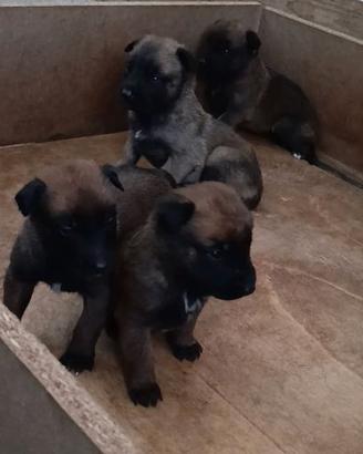 Cuccioli di Pastore Belga Malinois con pedigree