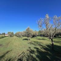 Rif. V825 Terreno agricolo attrezzato