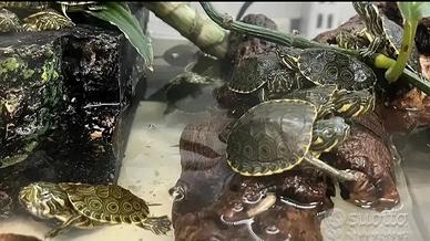 Tartarughine d'acqua