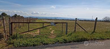 Terreno agricolo con uliveto