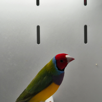 Diamante di Gould
