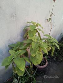 Talee e piante con radici