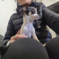 Chihuahua cucciola