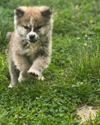 Akita cucciolo
