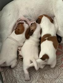Cuccioli jack russell