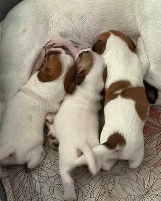Cuccioli jack russell