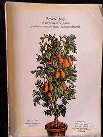 YOGA  pubblicita’ succhi di frutta 1955/6