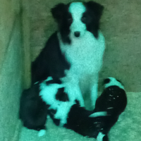 Cuccioli border colli