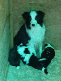 Cuccioli border colli