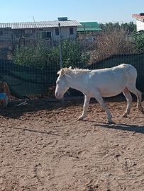 Asino bianco di 8 anni