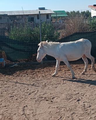 Asino bianco di 8 anni
