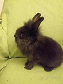 Cuccioli di coniglio nano