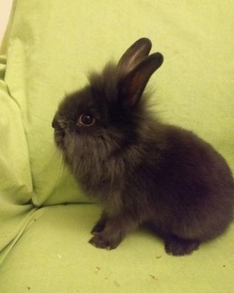Cuccioli di coniglio nano