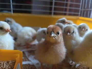 Pulcini di gallina