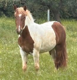 Cavalli