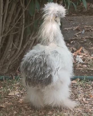 Galline Moroseta