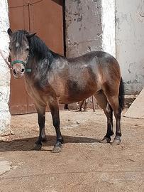 Pony