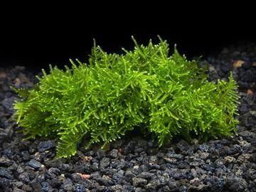 🌿 Java Moss e Christmas Moss pronta consegna 🌿