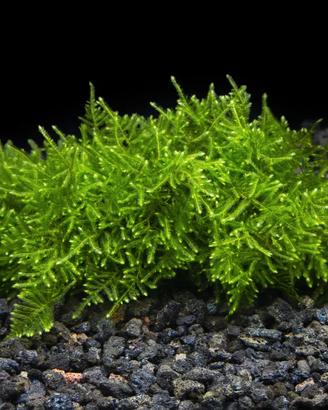 🌿 Java Moss e Christmas Moss pronta consegna 🌿