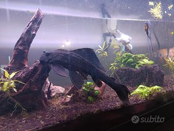 Pleco Pesce pulitore
