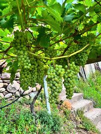 Uva da vino