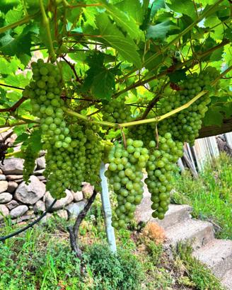 Uva da vino