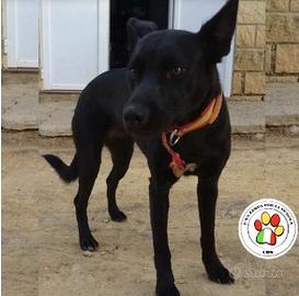 Femmina meticcia - 1 anno circa