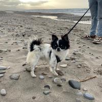 Chihuahua pelo lungo per monta