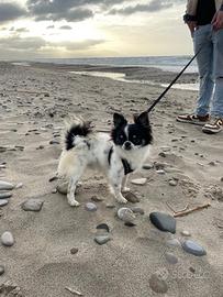 Chihuahua pelo lungo per monta