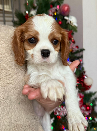 Cuccioli Cavalier king Charles
