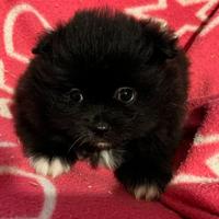 Cuccioli della Spitz della Pomerania