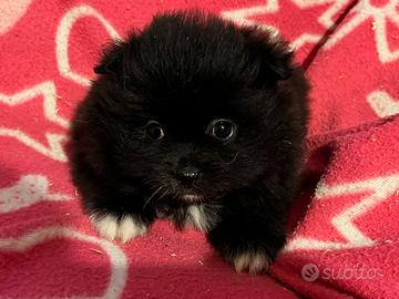 Cuccioli della Spitz della Pomerania