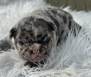 Bulldog francesi Merle maschi