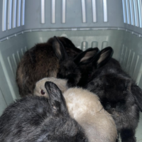 Conigli nani ariete cuccioli