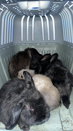 Conigli nani ariete cuccioli